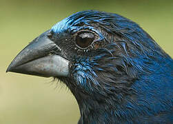 Blue-black Grosbeak