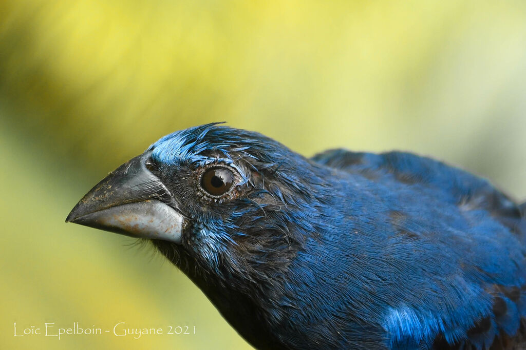 Blue-black Grosbeak