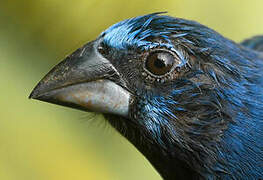 Blue-black Grosbeak