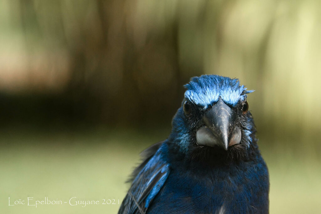 Blue-black Grosbeak