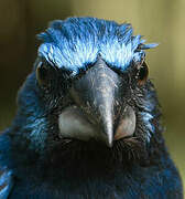 Blue-black Grosbeak