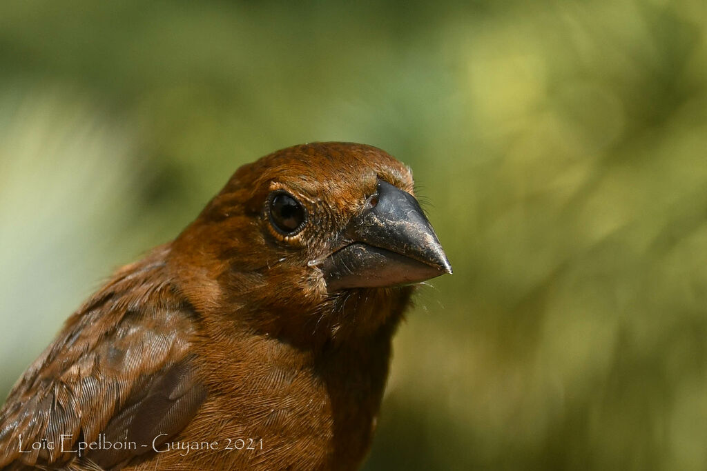 Blue-black Grosbeak