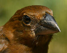 Blue-black Grosbeak