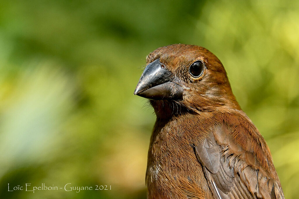 Blue-black Grosbeak