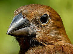 Blue-black Grosbeak