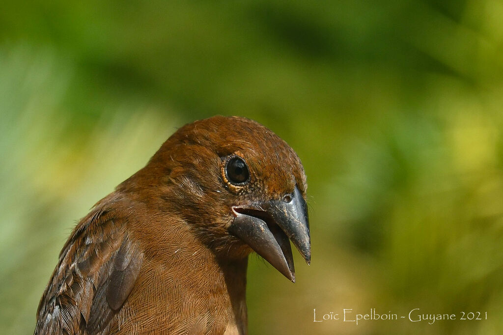 Blue-black Grosbeak