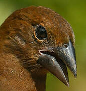 Blue-black Grosbeak