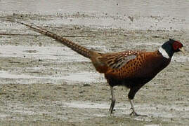 Common Pheasant