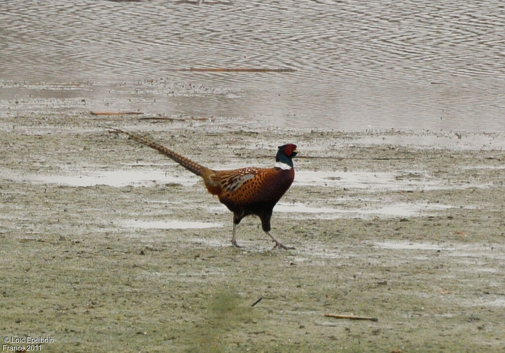 Common Pheasant