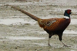 Common Pheasant