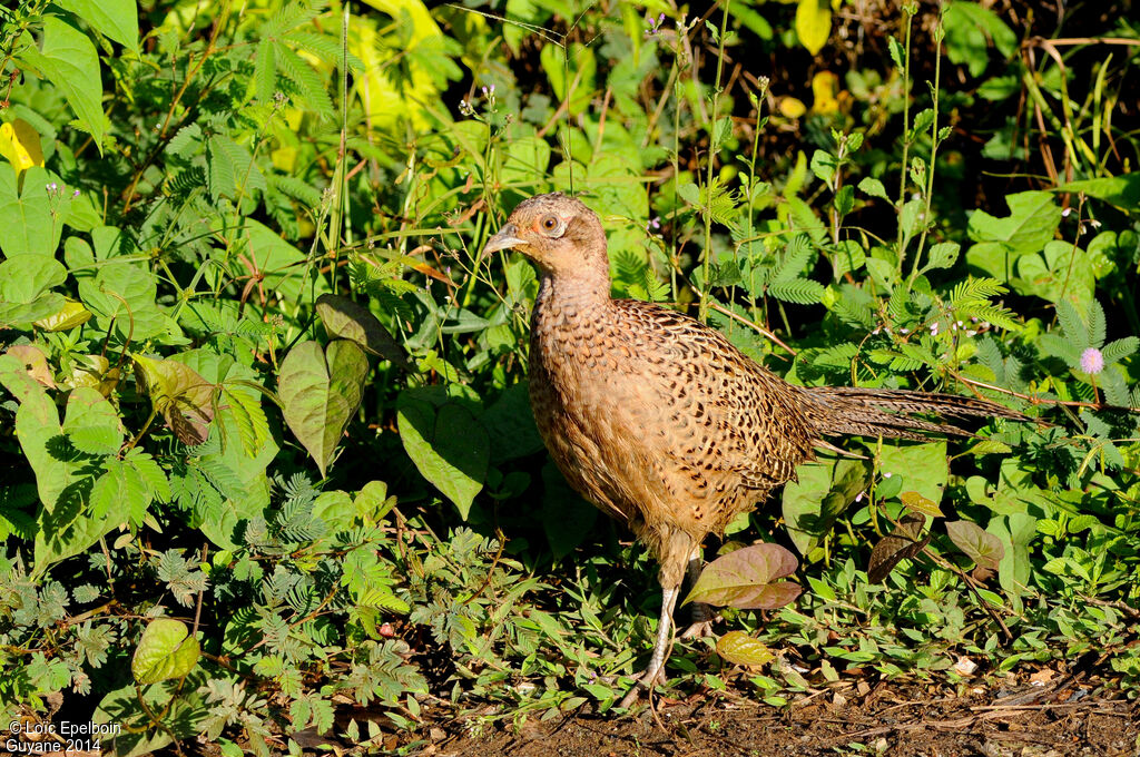 Common Pheasant female