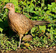 Common Pheasant