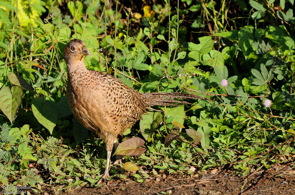 Common Pheasant female