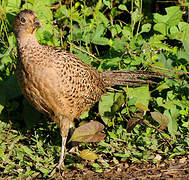 Common Pheasant