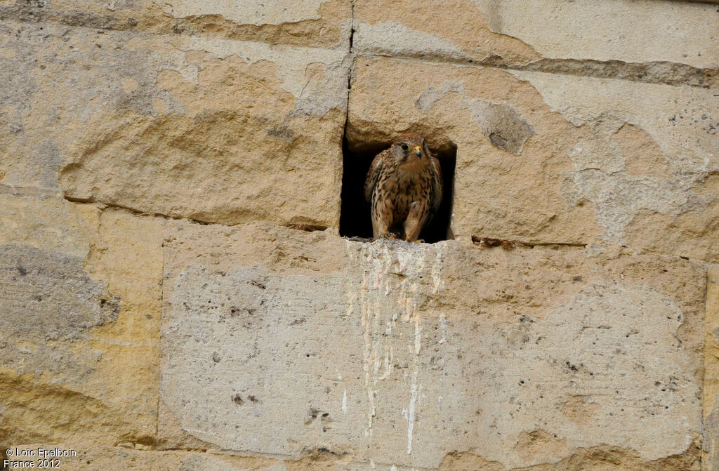 Common Kestrel