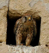 Common Kestrel