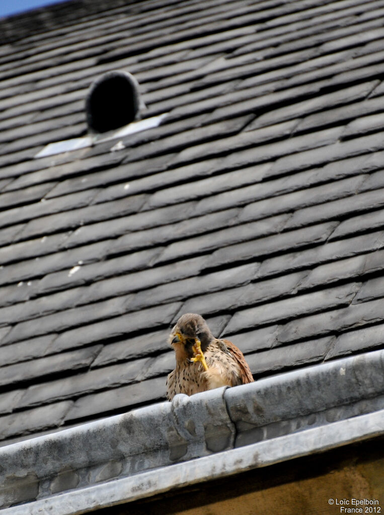 Common Kestrel