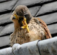 Common Kestrel