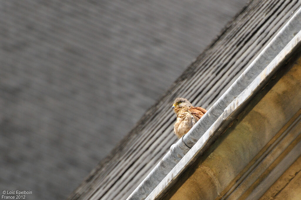 Common Kestrel