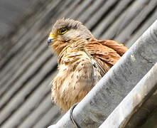 Common Kestrel