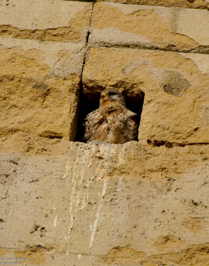 Common Kestrel