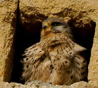 Common Kestrel