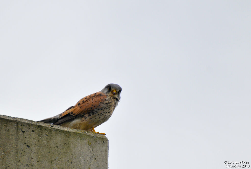 Common Kestrel