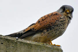 Common Kestrel