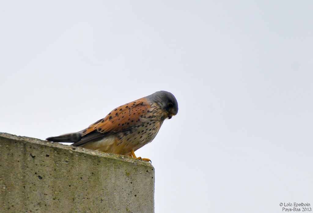 Common Kestrel