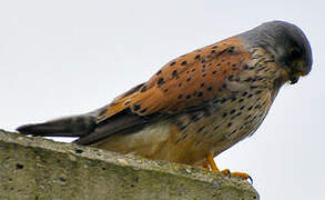 Common Kestrel