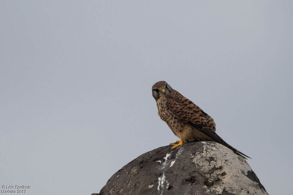 Common Kestrel