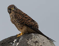 Common Kestrel