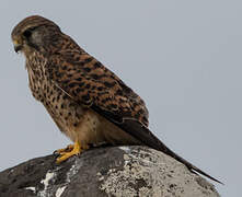 Common Kestrel