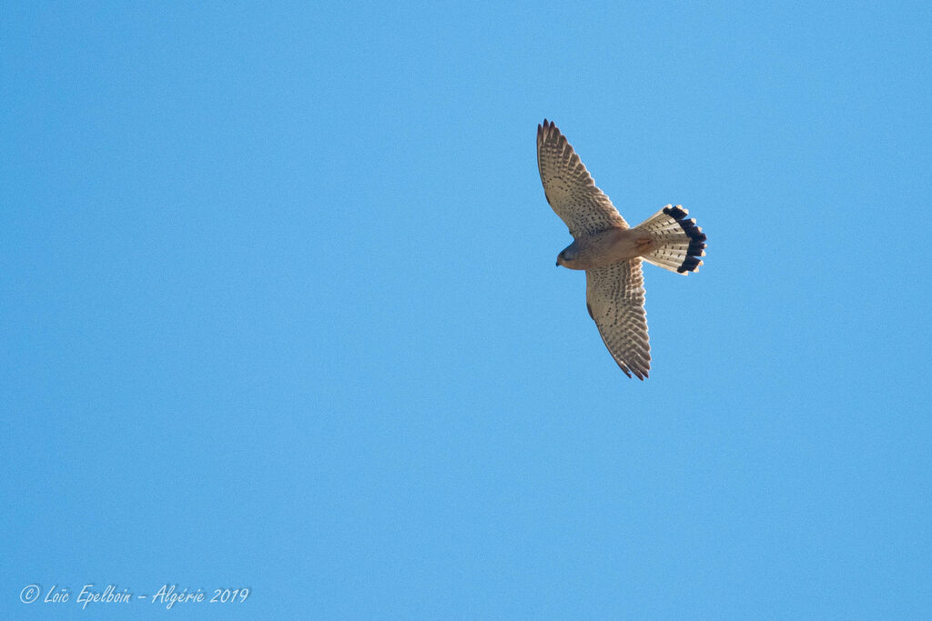 Common Kestrel