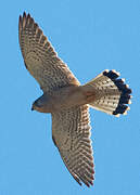 Common Kestrel