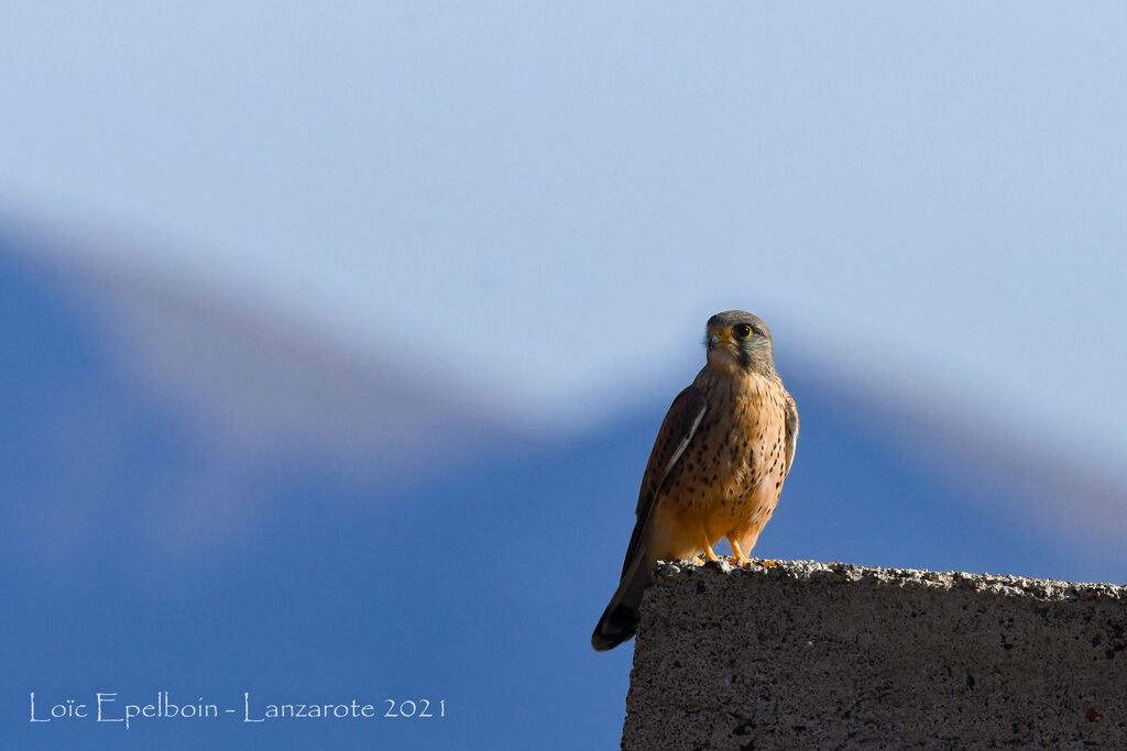 Common Kestrel