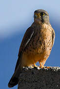 Common Kestrel