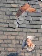 Common Kestrel