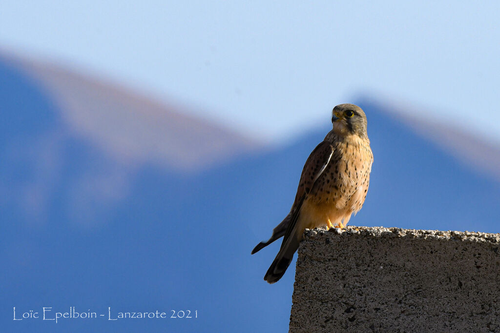 Common Kestrel