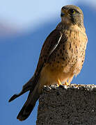 Common Kestrel