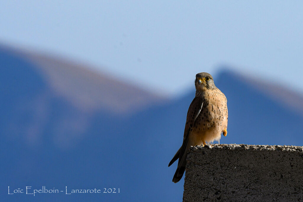 Common Kestrel