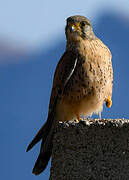 Common Kestrel