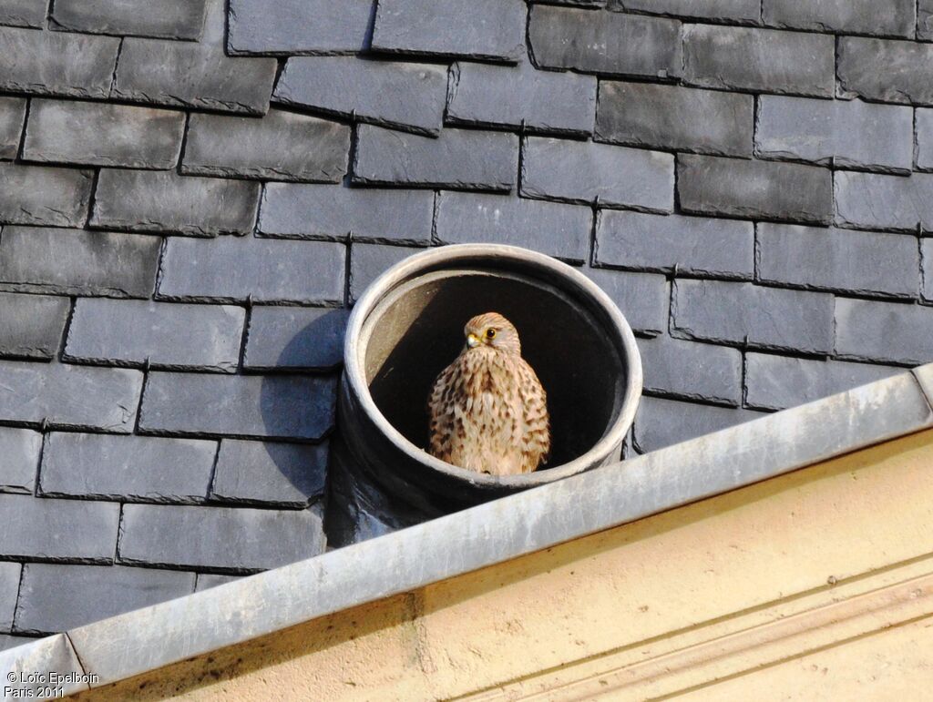 Common Kestrel