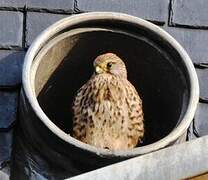 Common Kestrel