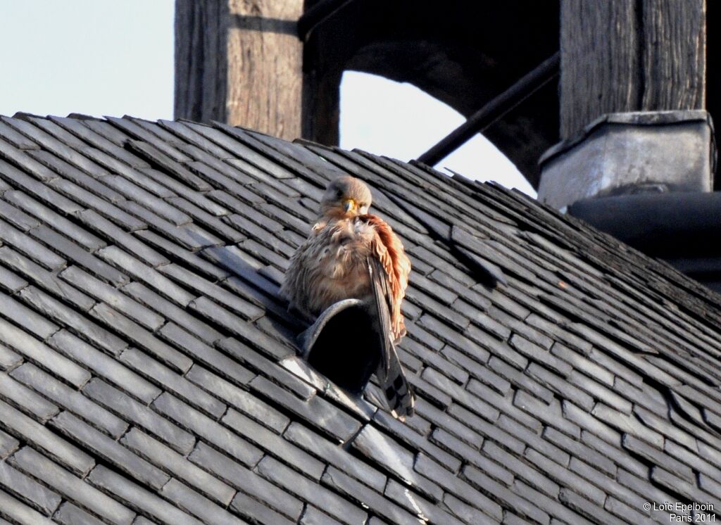 Common Kestrel