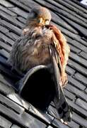 Common Kestrel