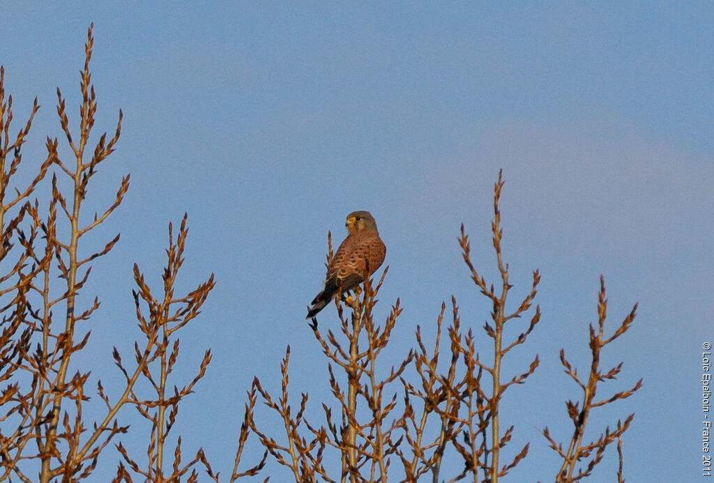 Faucon crécerelle