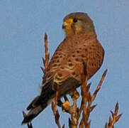 Common Kestrel