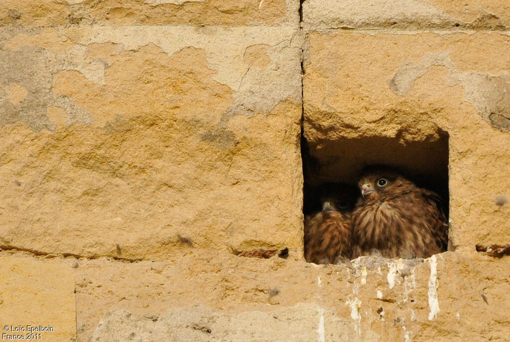 Common Kestreljuvenile