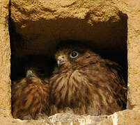 Common Kestrel